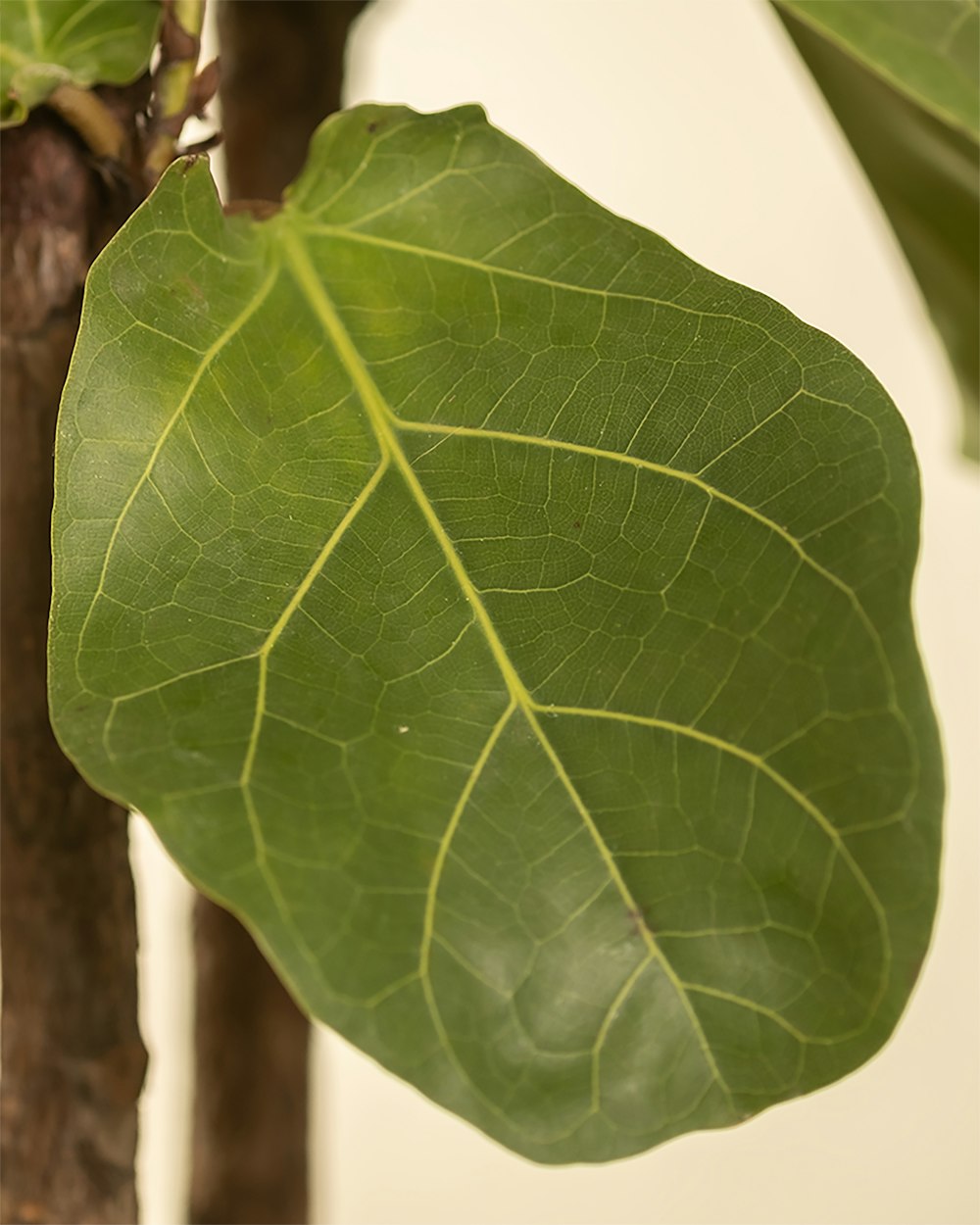 a large green leaf hanging from a tree
