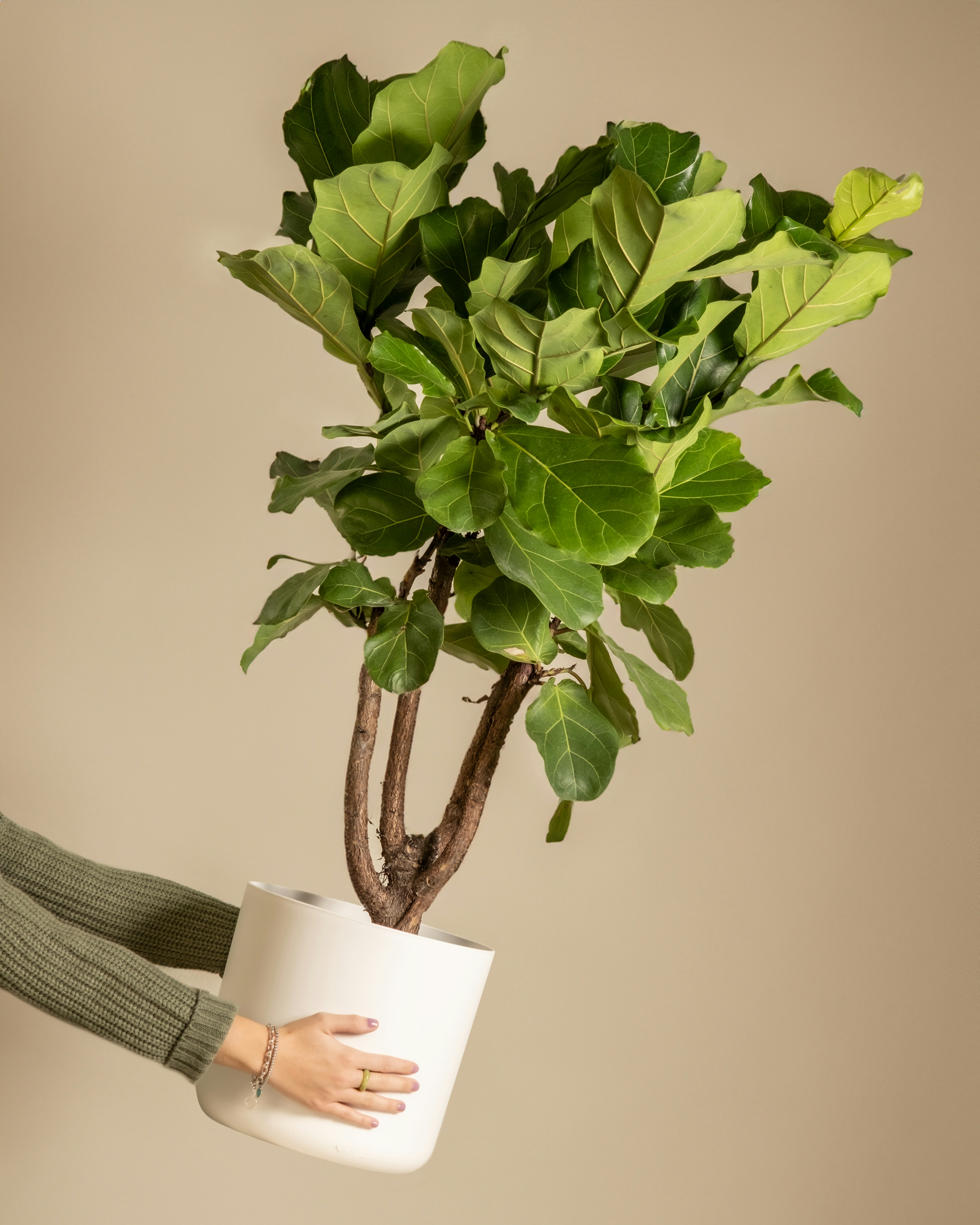 Photo by feeypflanzen