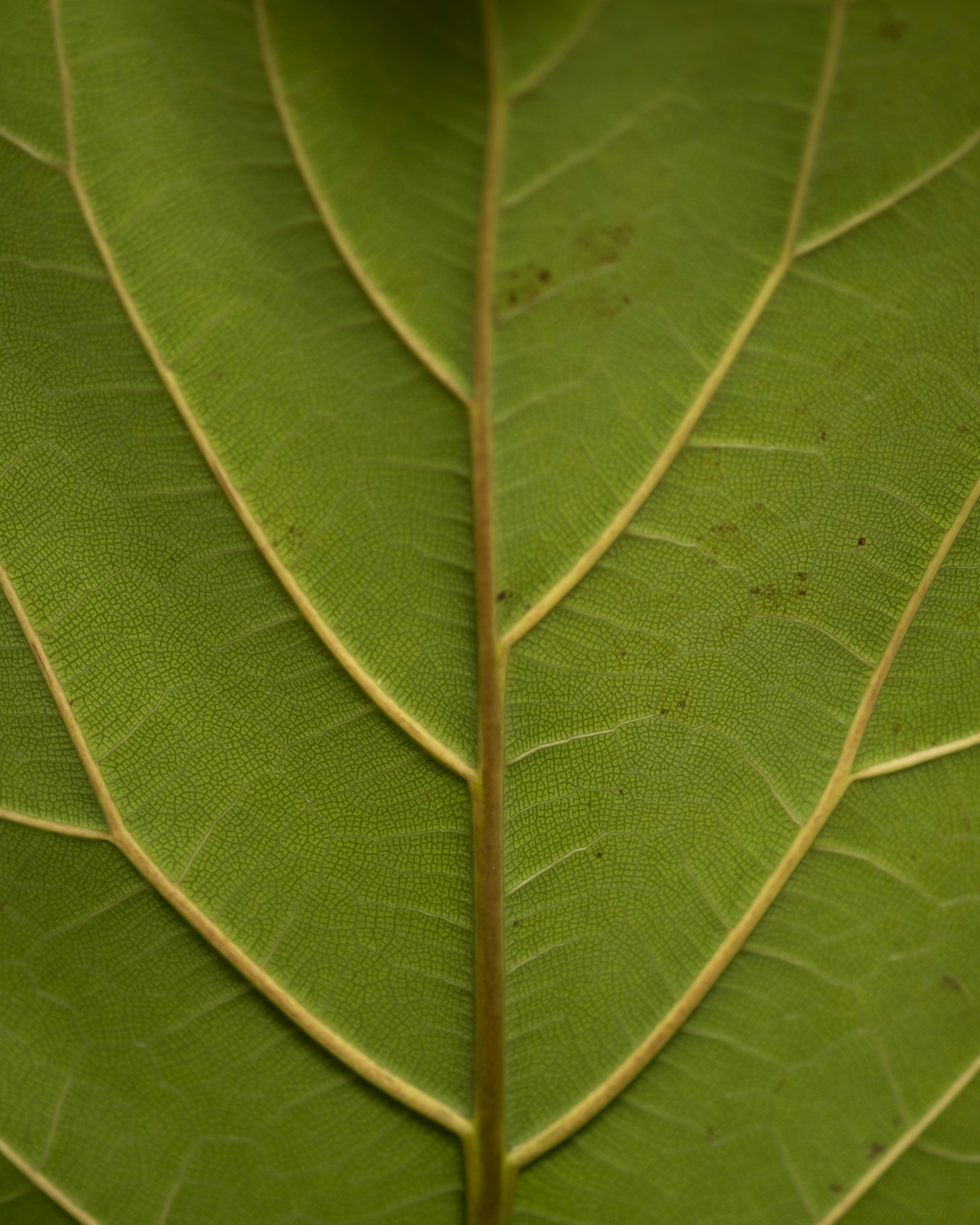 Photo by feeypflanzen