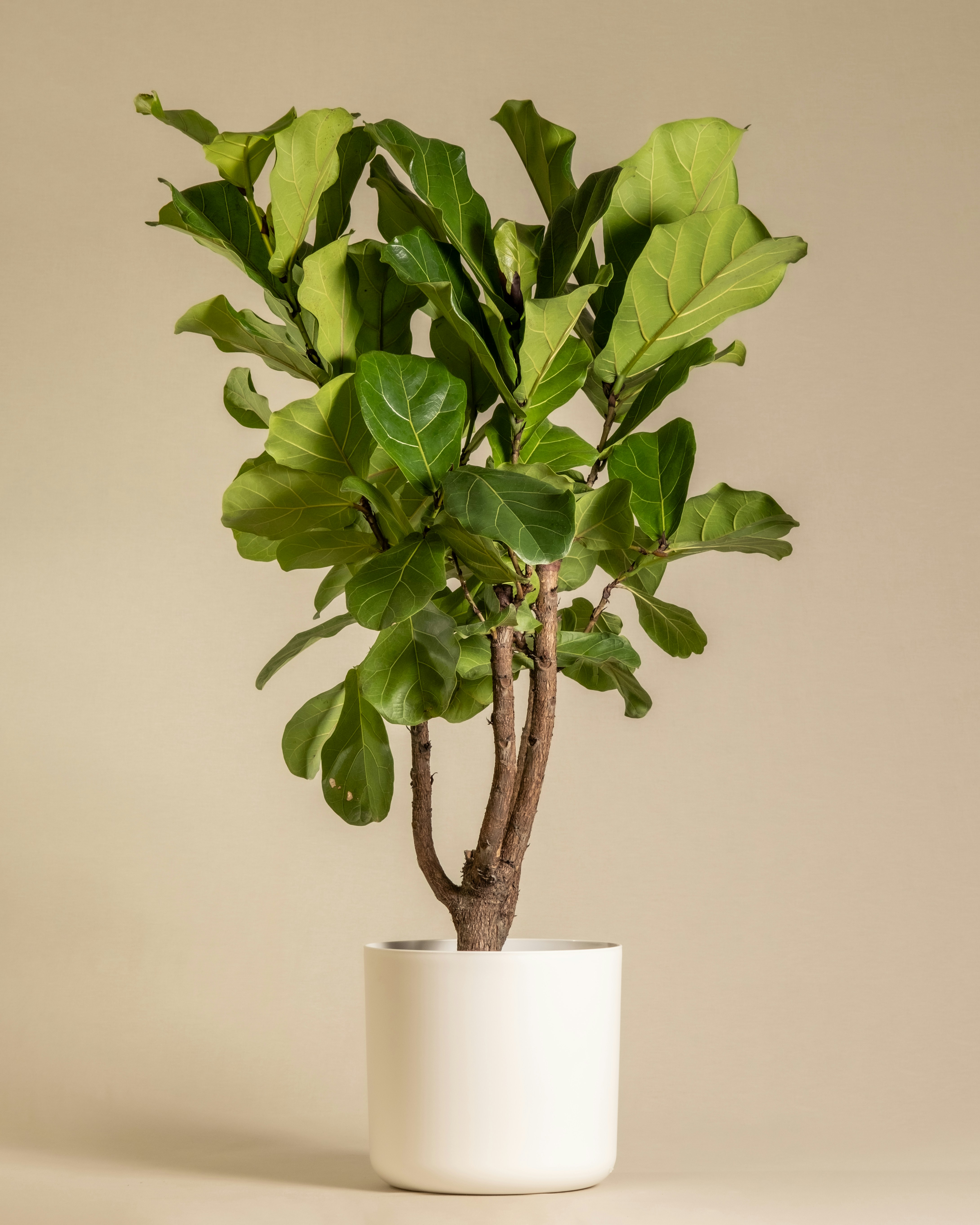 Lush Green Fiddle Leaf