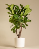 A fiddle leaf fig plant stands in a minimalist white ceramic pot. Its large, glossy green leaves are prominently displayed against a neutral beige background, giving a fresh and vibrant appearance.