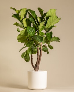A fiddle leaf fig plant stands in a minimalist white ceramic pot. Its large, glossy green leaves are prominently displayed against a neutral beige background, giving a fresh and vibrant appearance.