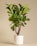 Close-up of a modern minimalist stoneware planter holding a thriving fiddle leaf fig.
