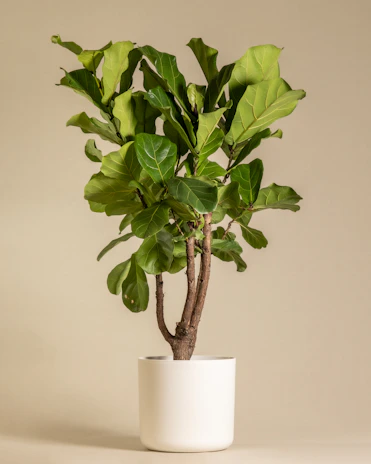A cozy indoor corner featuring a tall fiddle leaf fig in a minimalist white pot.