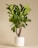 Close-up of a modern minimalist stoneware planter holding a thriving fiddle leaf fig.