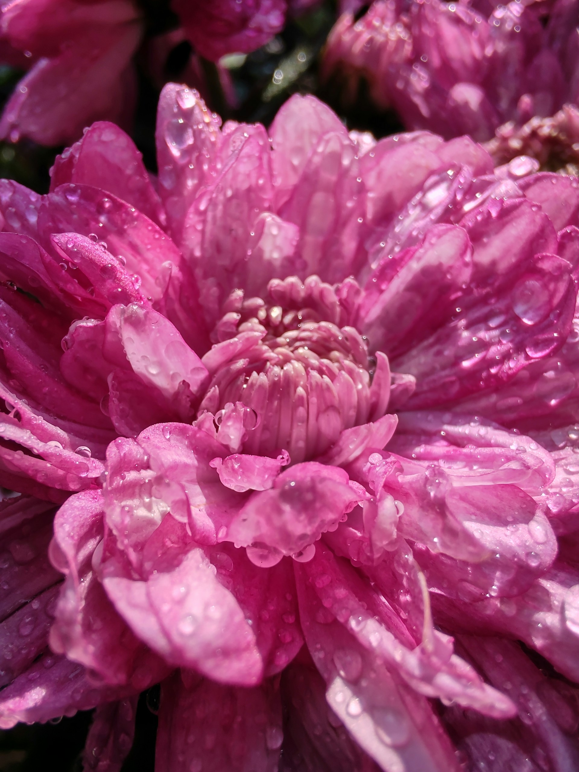 A close-up of a blooming flower with delicate petals covered in morning dew.