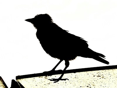 A silhouette of a crow or similar bird is perched on a ledge against a bright white background. The bird's contours are distinct, with its beak pointed forward and feathers slightly fluffed.