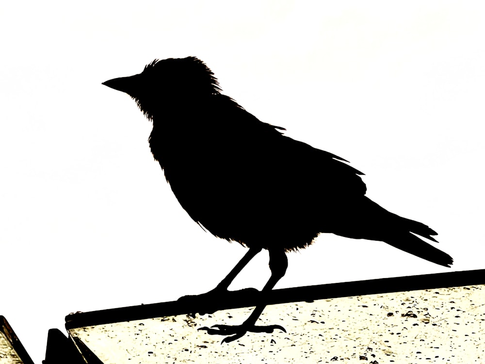 a black bird sitting on top of a roof