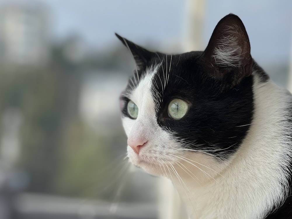 a black and white cat looking out a window
