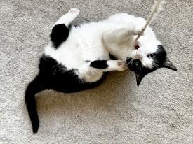 A black and white cat lies on its back on a carpeted floor, playfully biting and holding a thin rope or string. The cat's paws are in the air, and its eyes are wide open, suggesting an engaged and active demeanor.