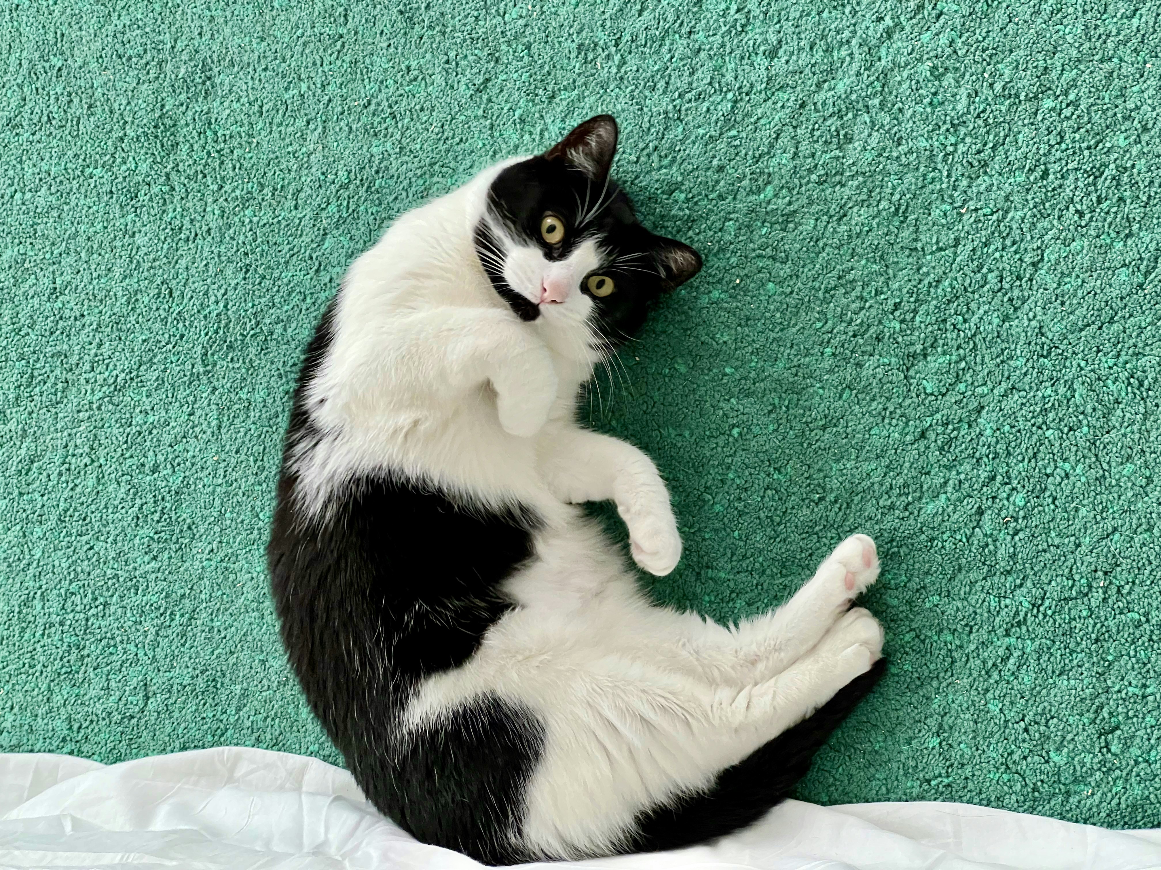 a black and white cat laying on its back on a bed