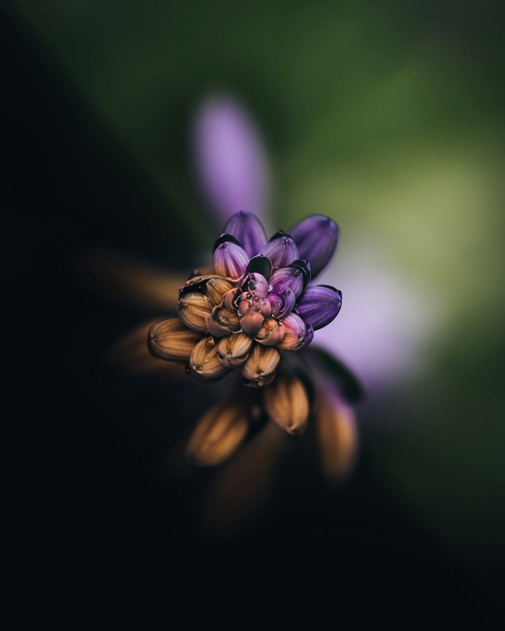 a close up of a purple flower with a blurry background