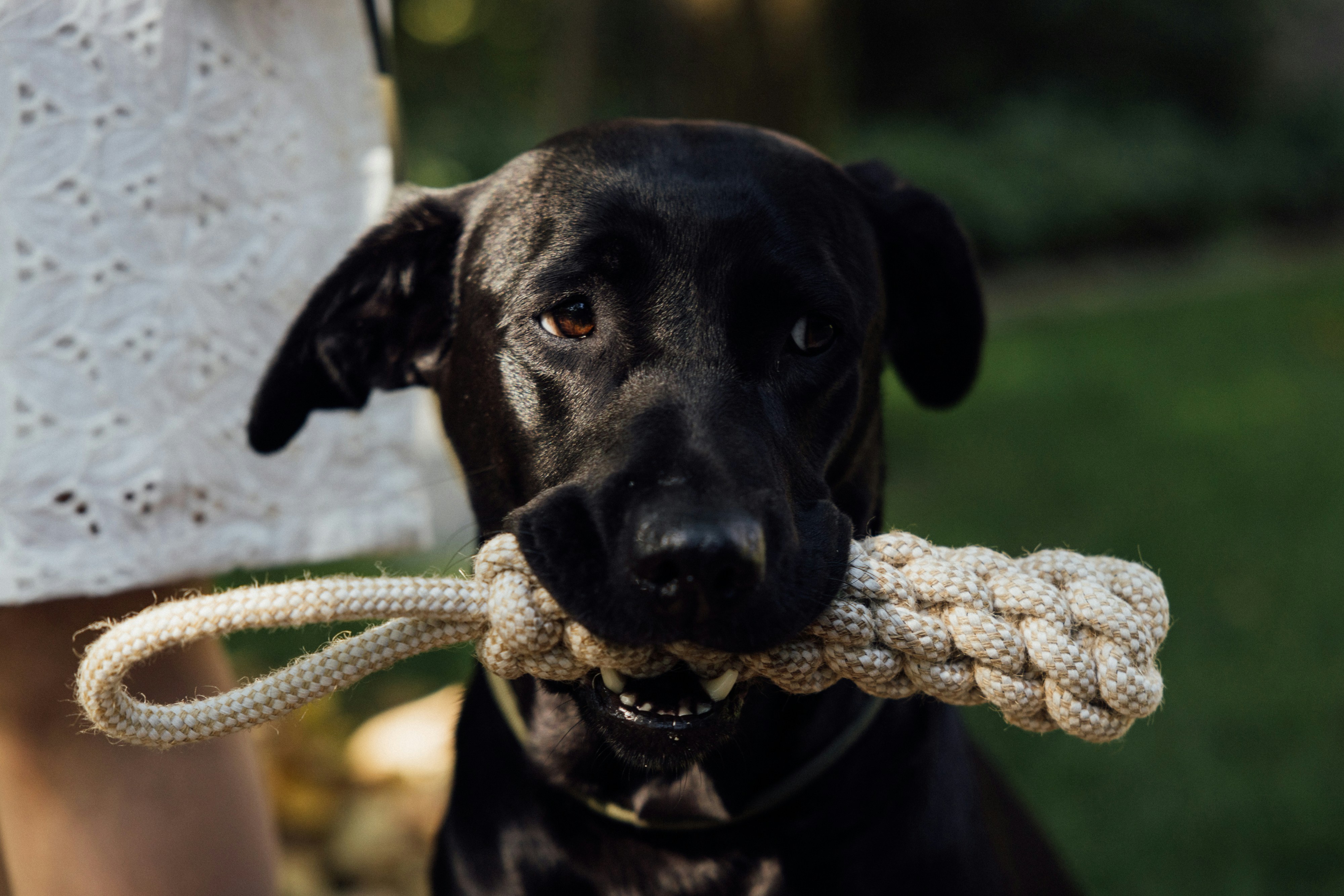 Best Dog Toys for Large Dogs: 2026 Guide