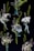 Small bouquets of delicate flowers arranged against a black background. The bouquets include a variety of white florals, some with hints of lavender and blue flowers, tied together with blue and white ribbons. Greenery adds a fresh contrast.