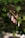 A small arrangement of seashells hangs on a piece of twine, surrounded by lush green leaves. The setting appears to be outdoors, with a natural and rustic vibe. The shells come in various muted colors, creating a gentle contrast against the vibrant green of the leaves.