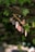 A small arrangement of seashells hangs on a piece of twine, surrounded by lush green leaves. The setting appears to be outdoors, with a natural and rustic vibe. The shells come in various muted colors, creating a gentle contrast against the vibrant green of the leaves.