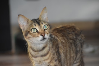 A tabby cat with wide, alert eyes looks intently upwards. Its fur displays a pattern of dark and light brown stripes. The background is blurred, focusing attention on the cat's attentive expression.