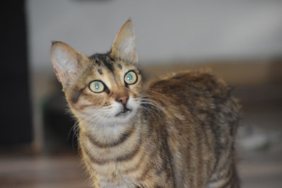 A tabby cat with wide, alert eyes looks intently upwards. Its fur displays a pattern of dark and light brown stripes. The background is blurred, focusing attention on the cat's attentive expression.