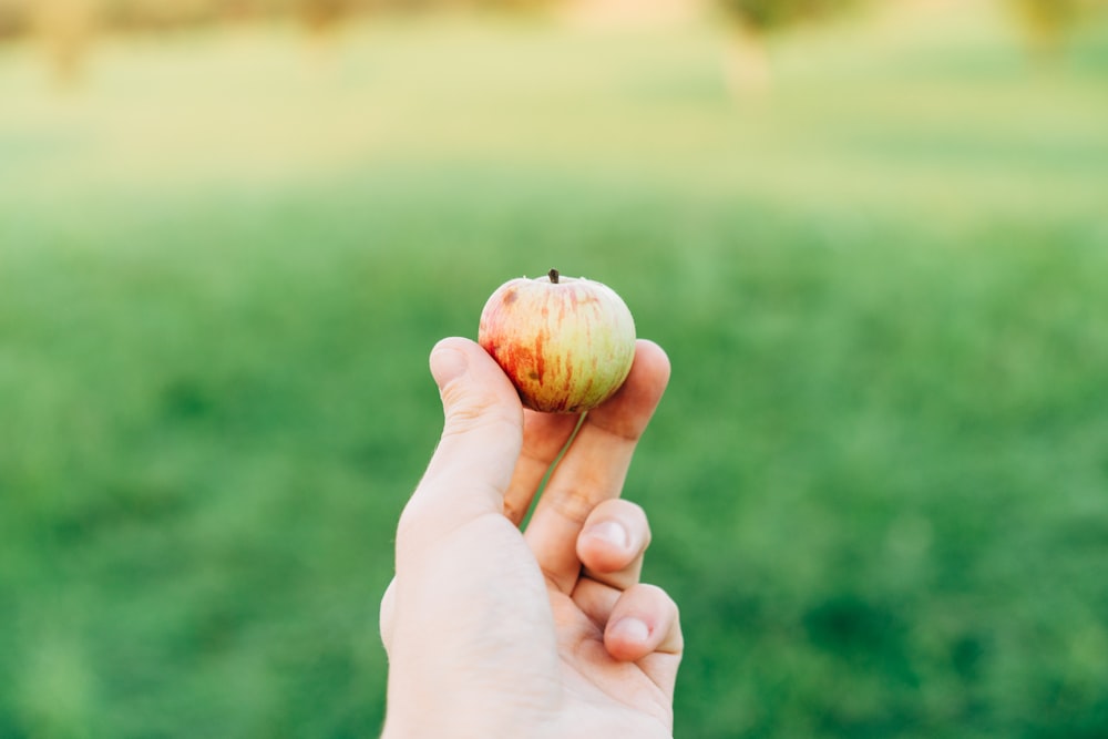 a person holding an apple in their hand