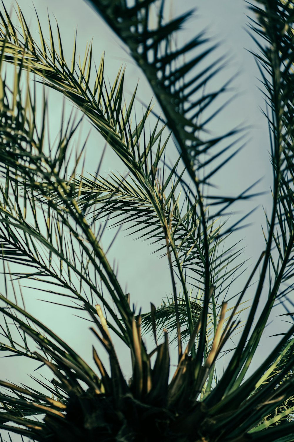 a close up of a palm tree with a blue sky in the background