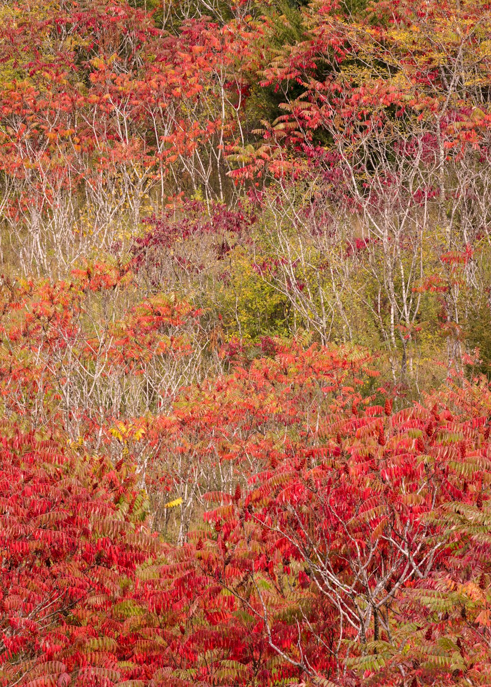 Un bosque lleno de muchos árboles rojos y verdes