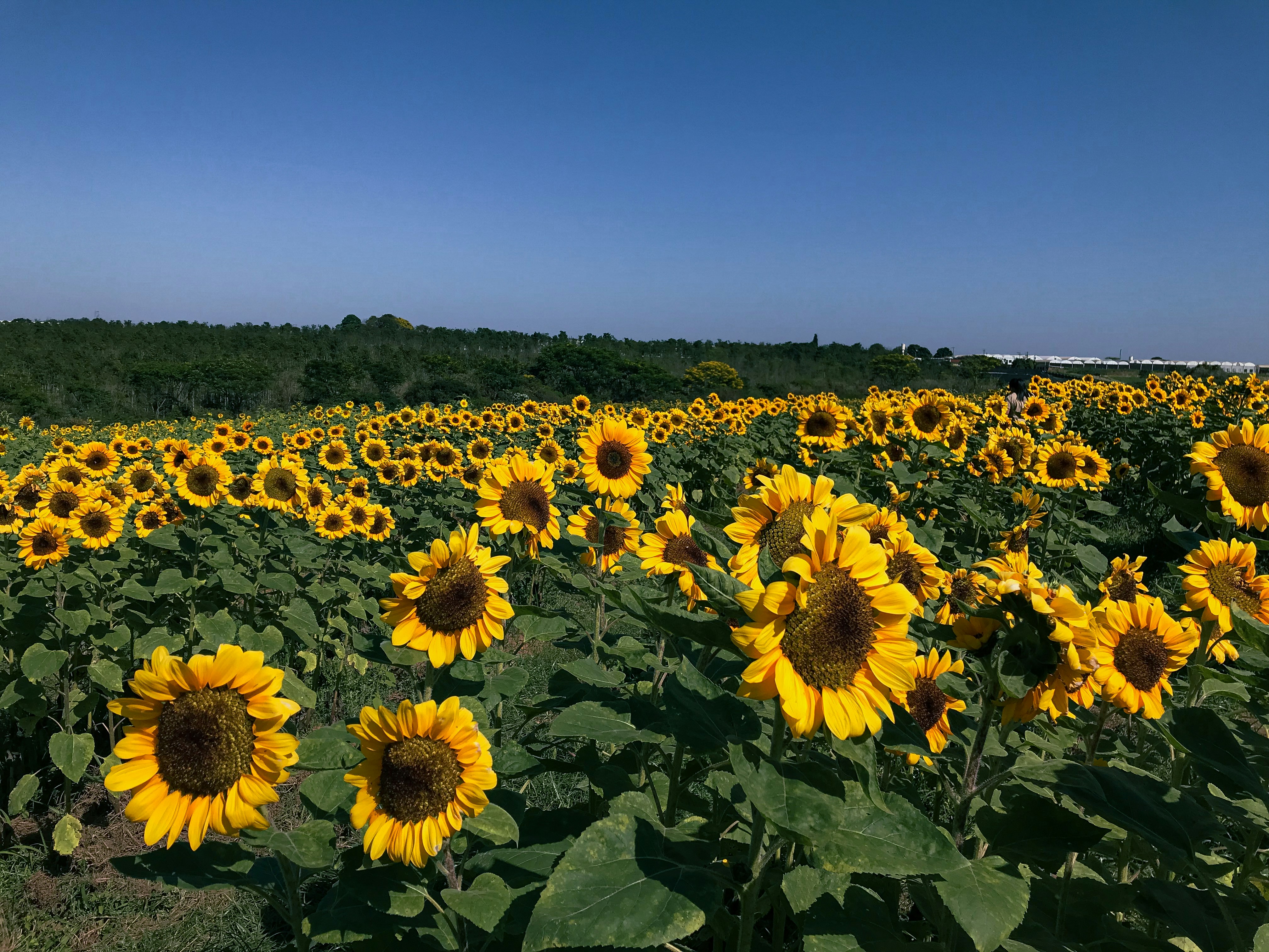 a large field of sunflowers on a sunny day