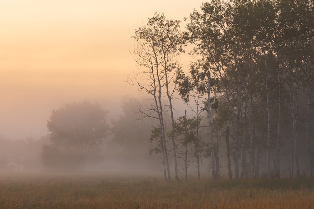 a foggy field with trees in the distance