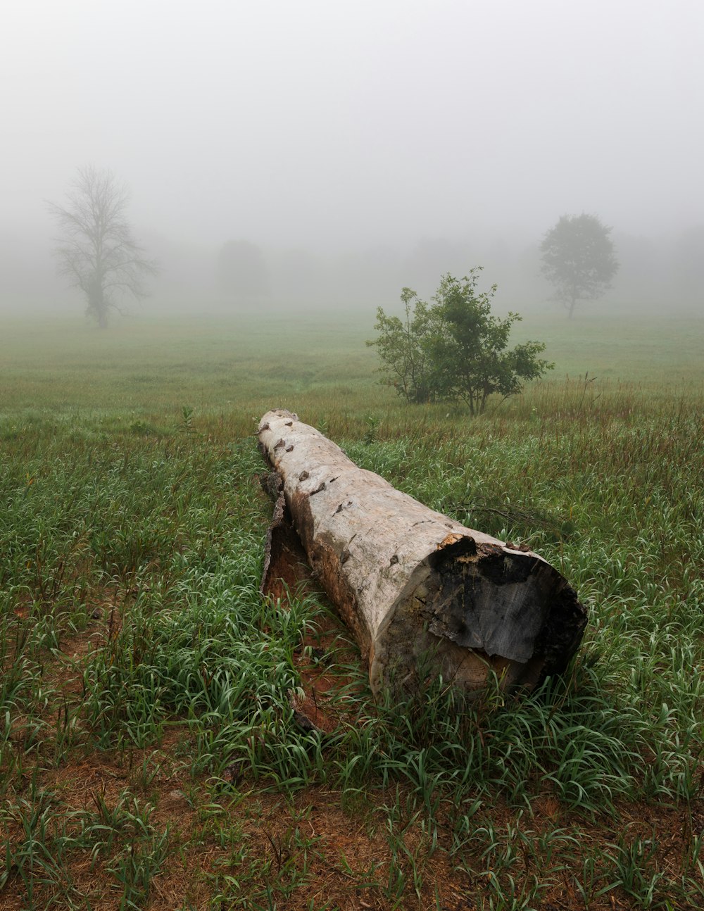 a log in the middle of a foggy field