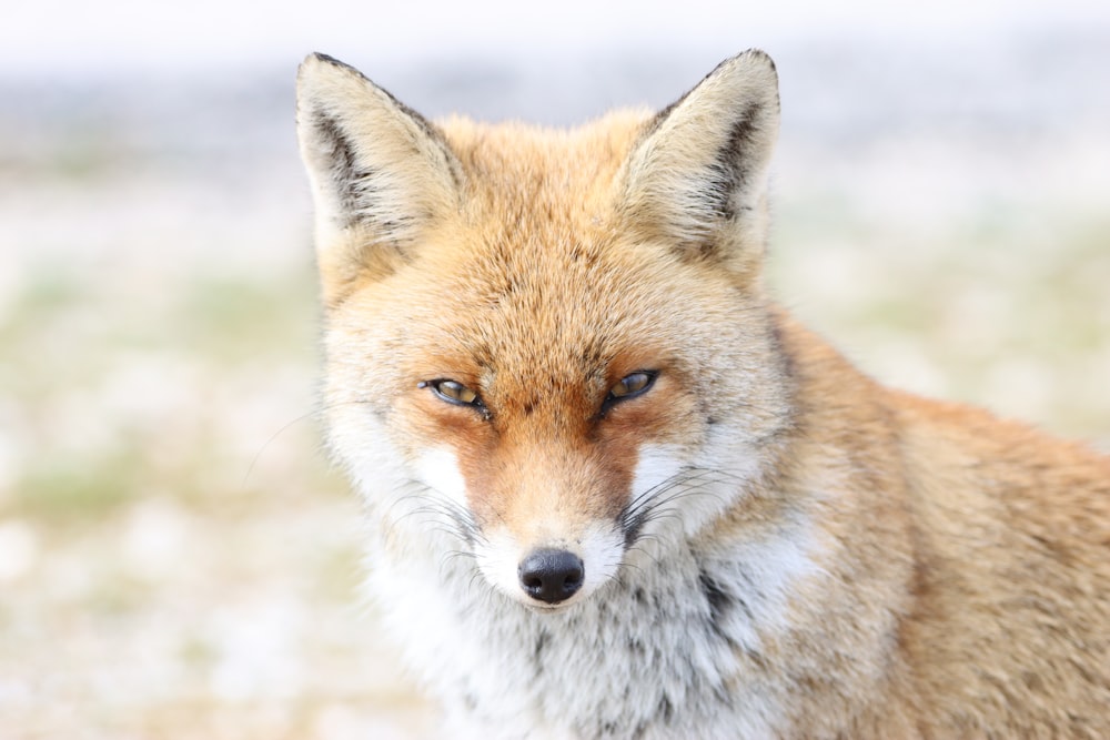 a close up of a fox with a blurry background