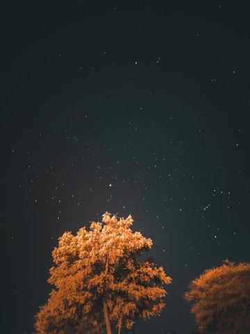 A serene tree glowing softly under a starry night sky, symbolizing growth and spiritual connection.