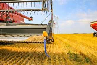a combine of grain being loaded onto a truck