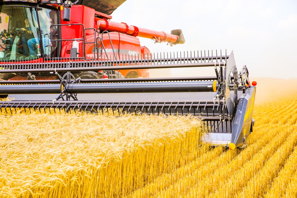 a combine of grain being harvested in a field