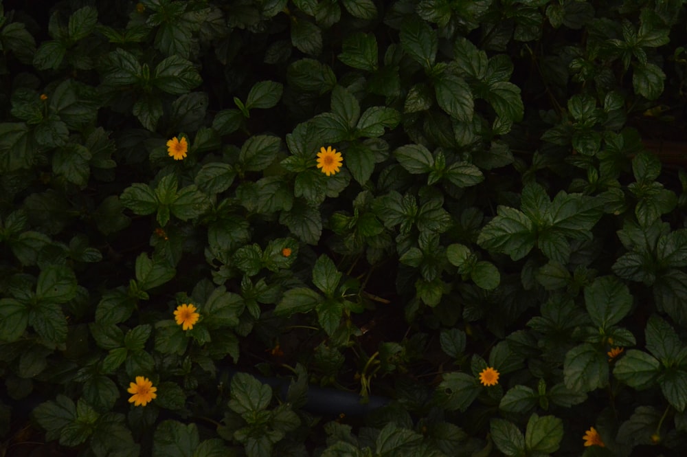 a group of yellow flowers growing in a garden