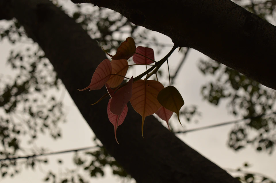 The image shows a close-up view of a tree branch with six leaves, three on each side. The leaves are a mix of red and yellow hues, creating a vibrant contrast against the dark brown bark of the tree trunk. The background is blurred, drawing focus to the intricate details of the leafy branches.