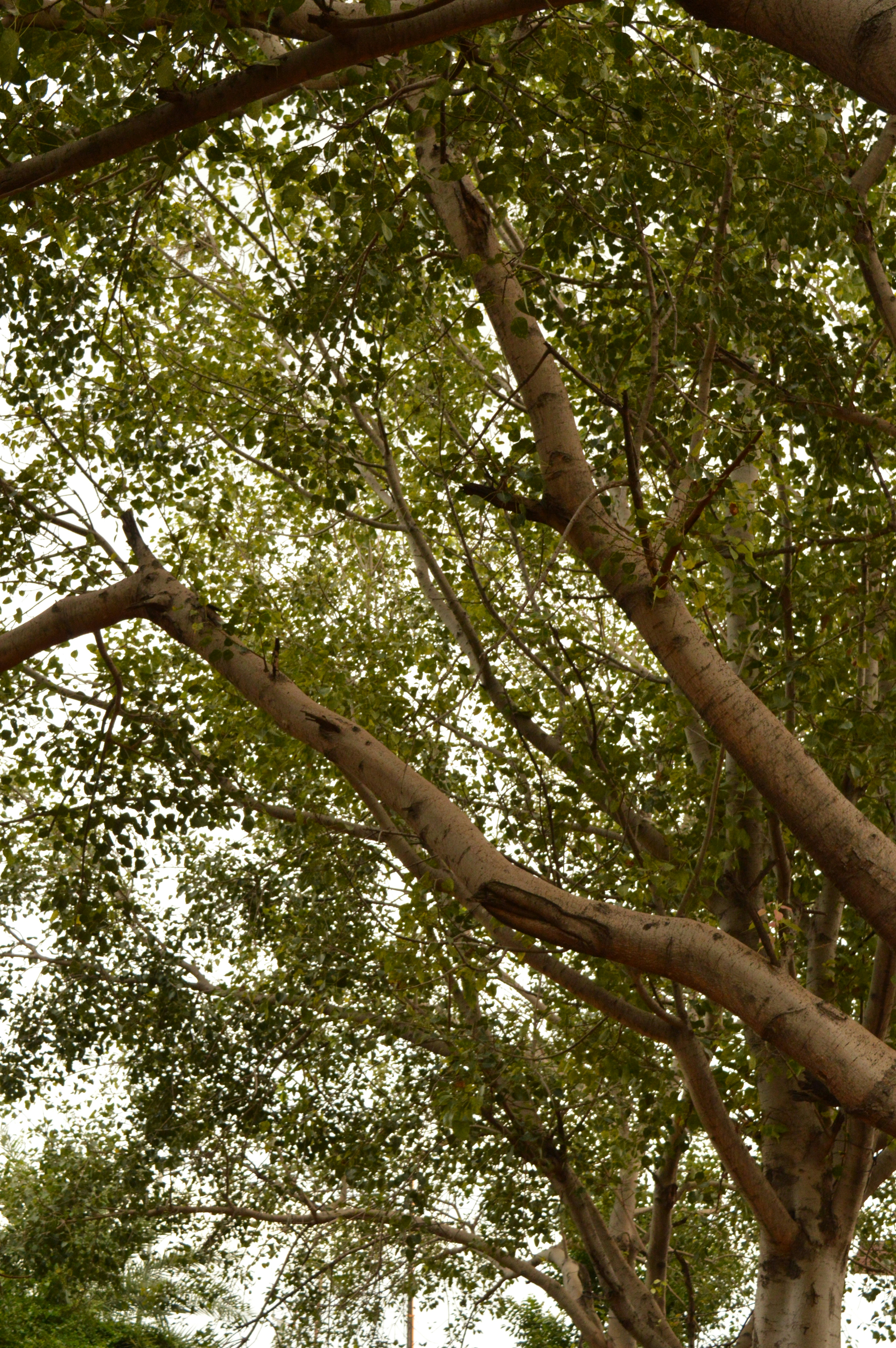 Photo by shreyansh_mishra