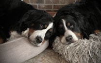 Two large dogs with black, white, and brown fur rest their heads on adjacent furry beds. The soft texture of their fur and the cozy setting create a warm and relaxed atmosphere as the dogs gaze calmly ahead. The background features a brick wall and a patterned rug underneath.