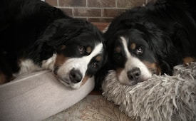 Two large dogs with black, white, and brown fur rest their heads on adjacent furry beds. The soft texture of their fur and the cozy setting create a warm and relaxed atmosphere as the dogs gaze calmly ahead. The background features a brick wall and a patterned rug underneath.