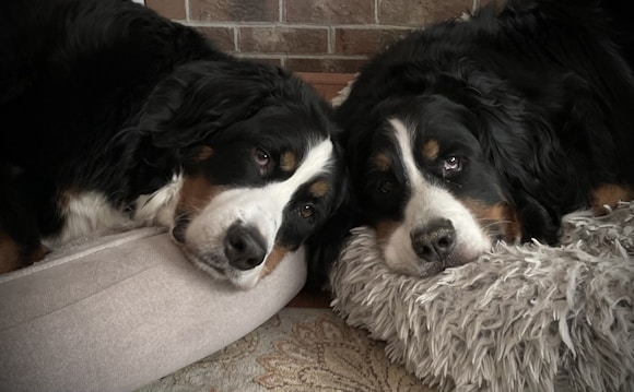 Two large dogs with black, white, and brown fur rest their heads on adjacent furry beds. The soft texture of their fur and the cozy setting create a warm and relaxed atmosphere as the dogs gaze calmly ahead. The background features a brick wall and a patterned rug underneath.