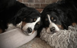 Two large dogs with black, white, and brown fur rest their heads on adjacent furry beds. The soft texture of their fur and the cozy setting create a warm and relaxed atmosphere as the dogs gaze calmly ahead. The background features a brick wall and a patterned rug underneath.