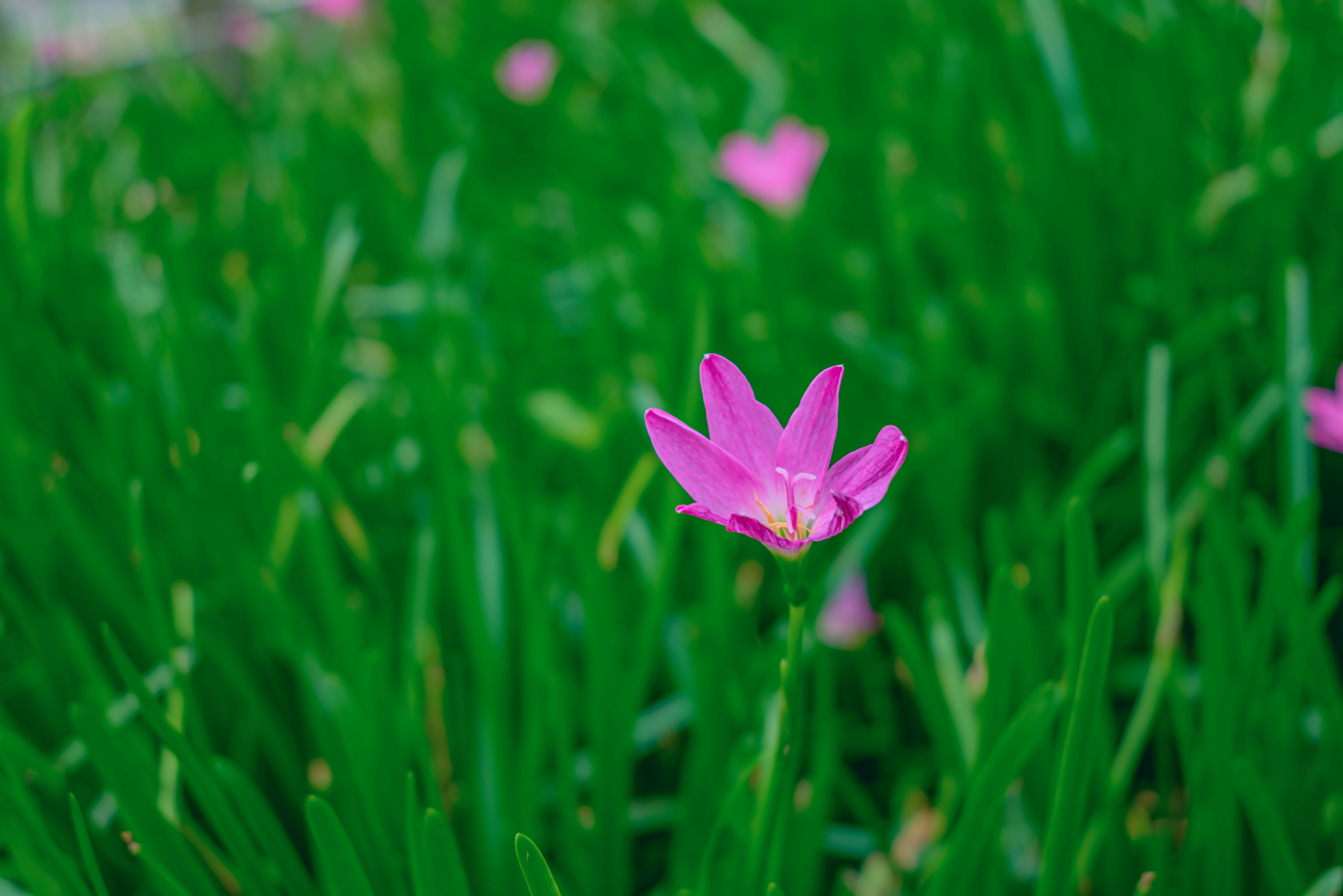 Photo by wangbinghua