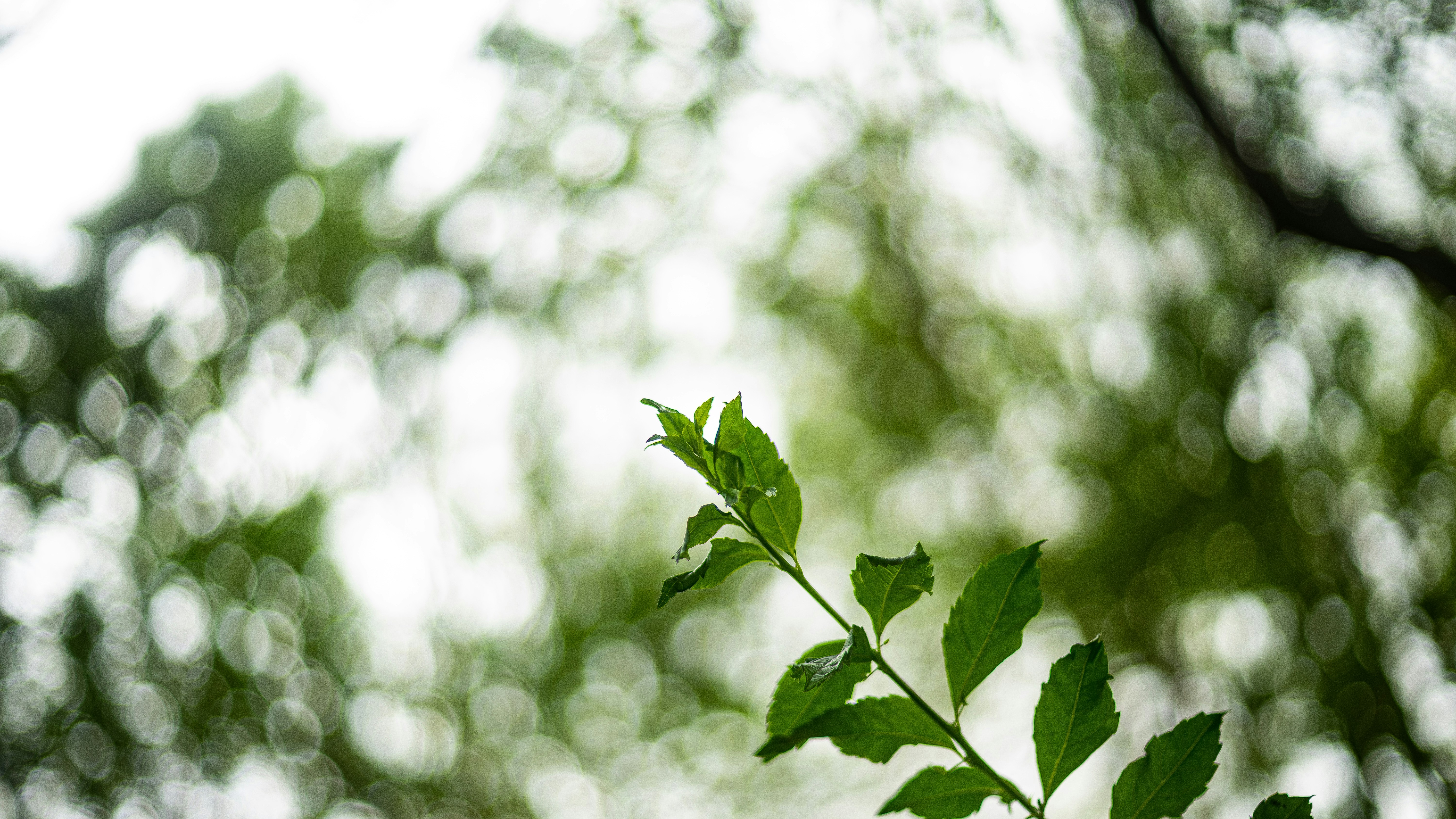 Photo by alekseyryan