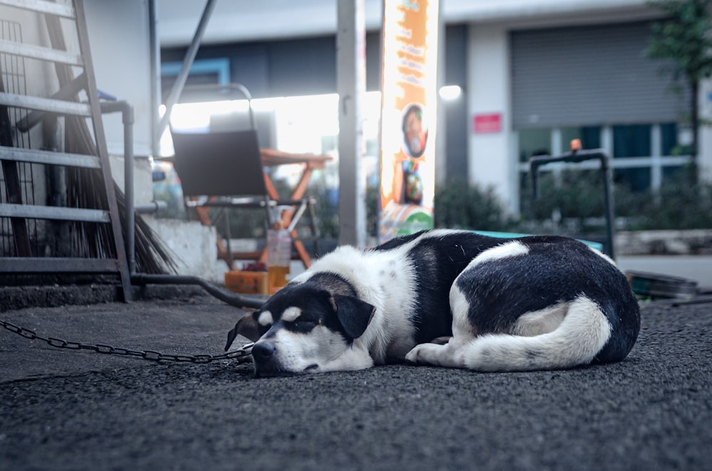 a black and white dog laying on the ground