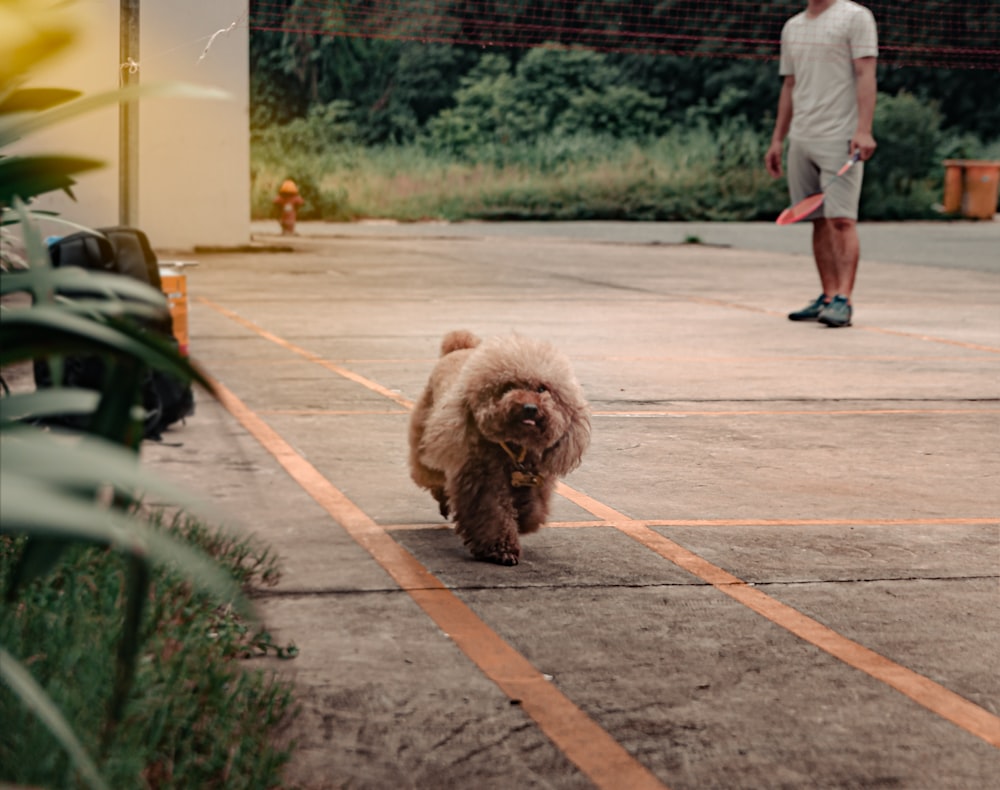 a small dog walking across a tennis court