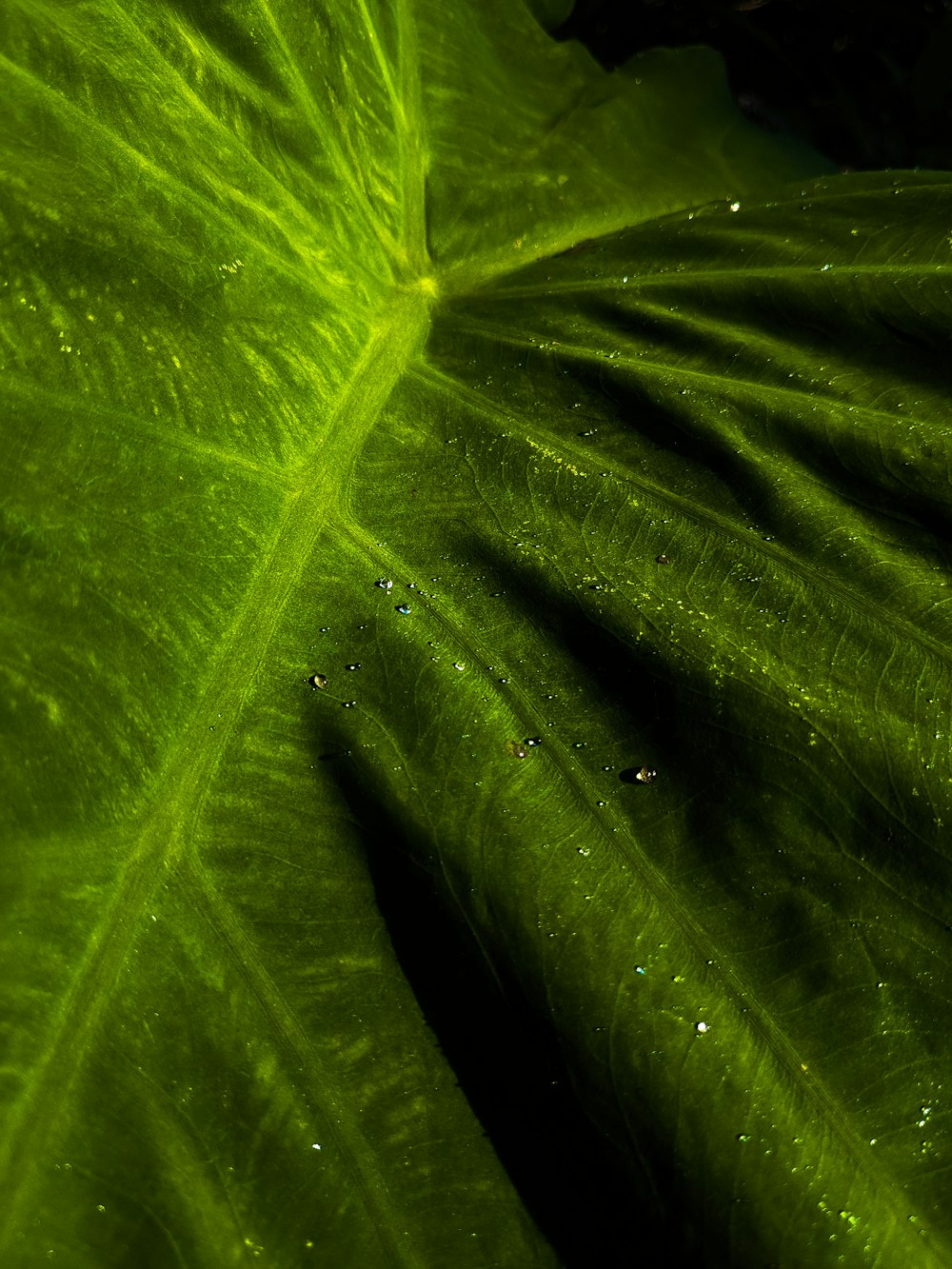 a large green leaf with drops of water on it