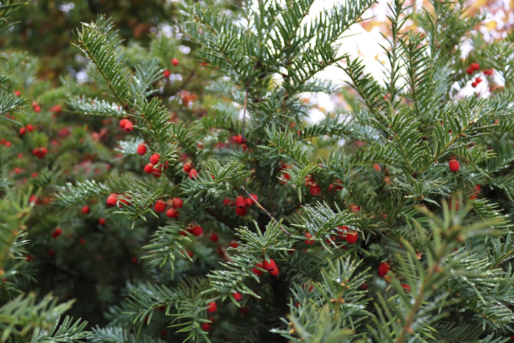 a close up of a tree with berries on it