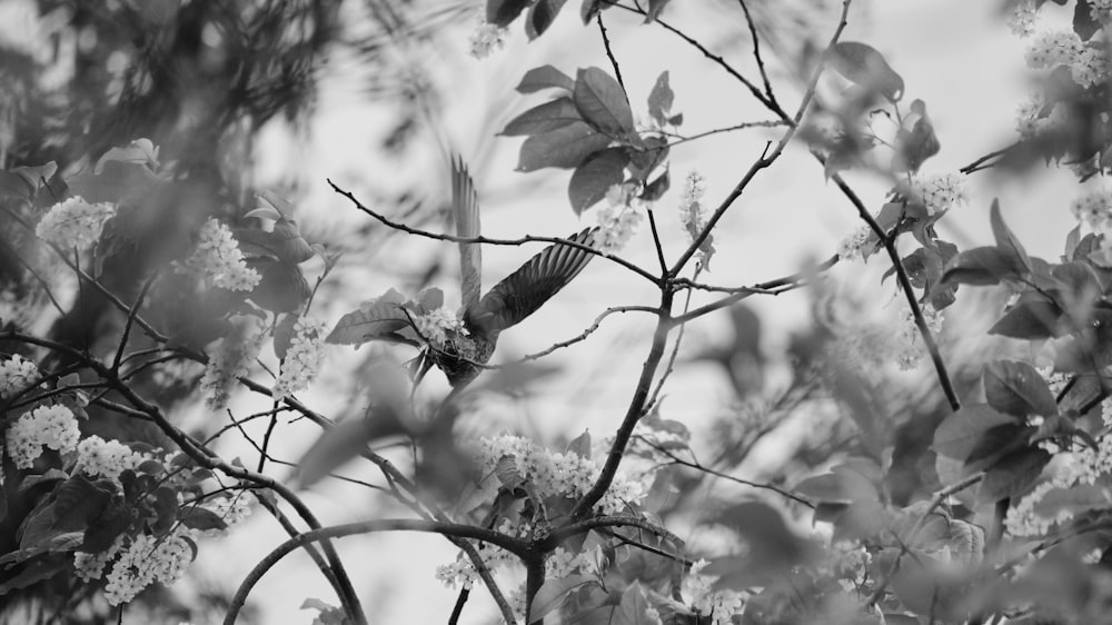 a black and white photo of a bird in a tree