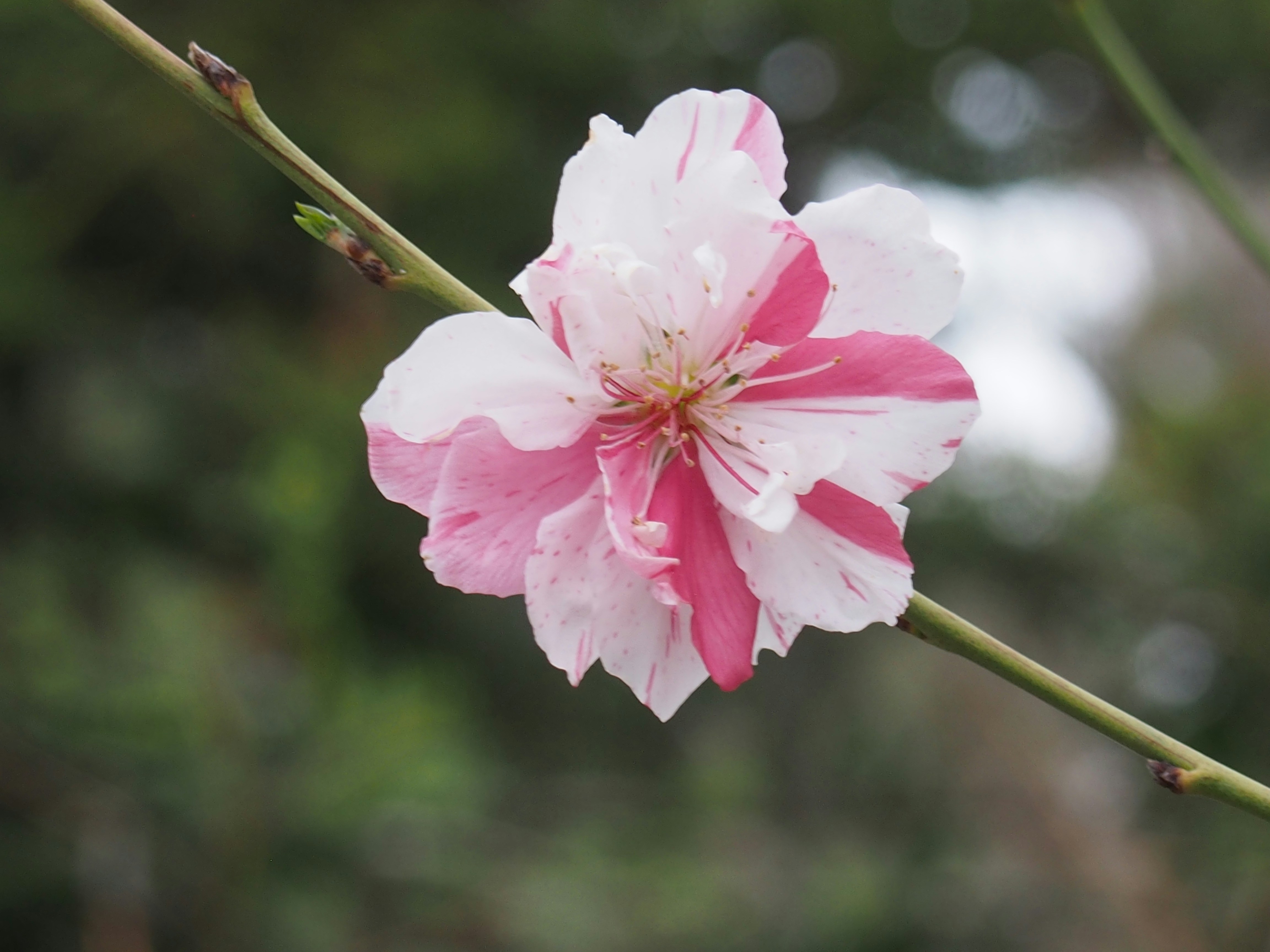 Photo by delassusdesign