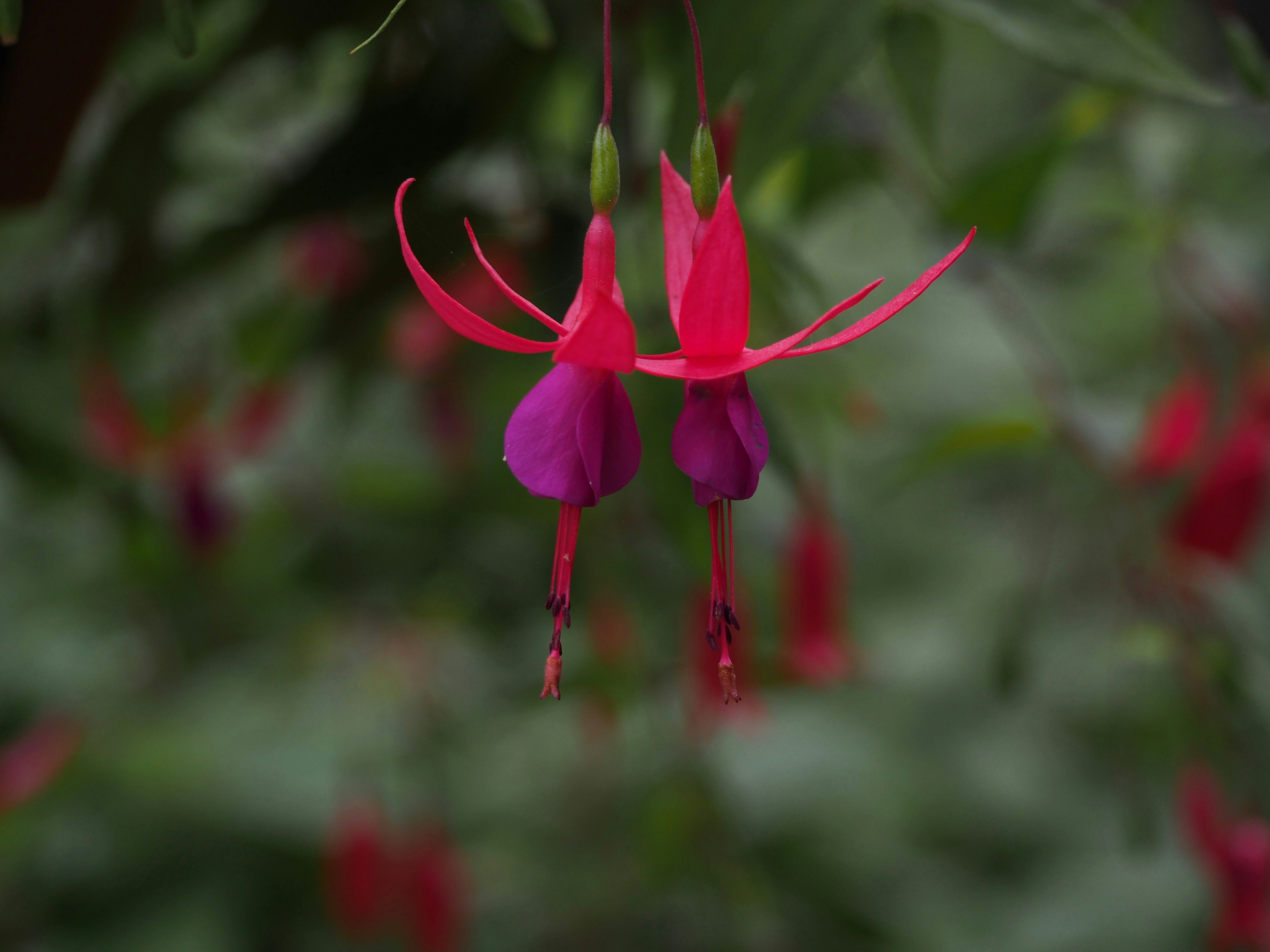 Photo by delassusdesign