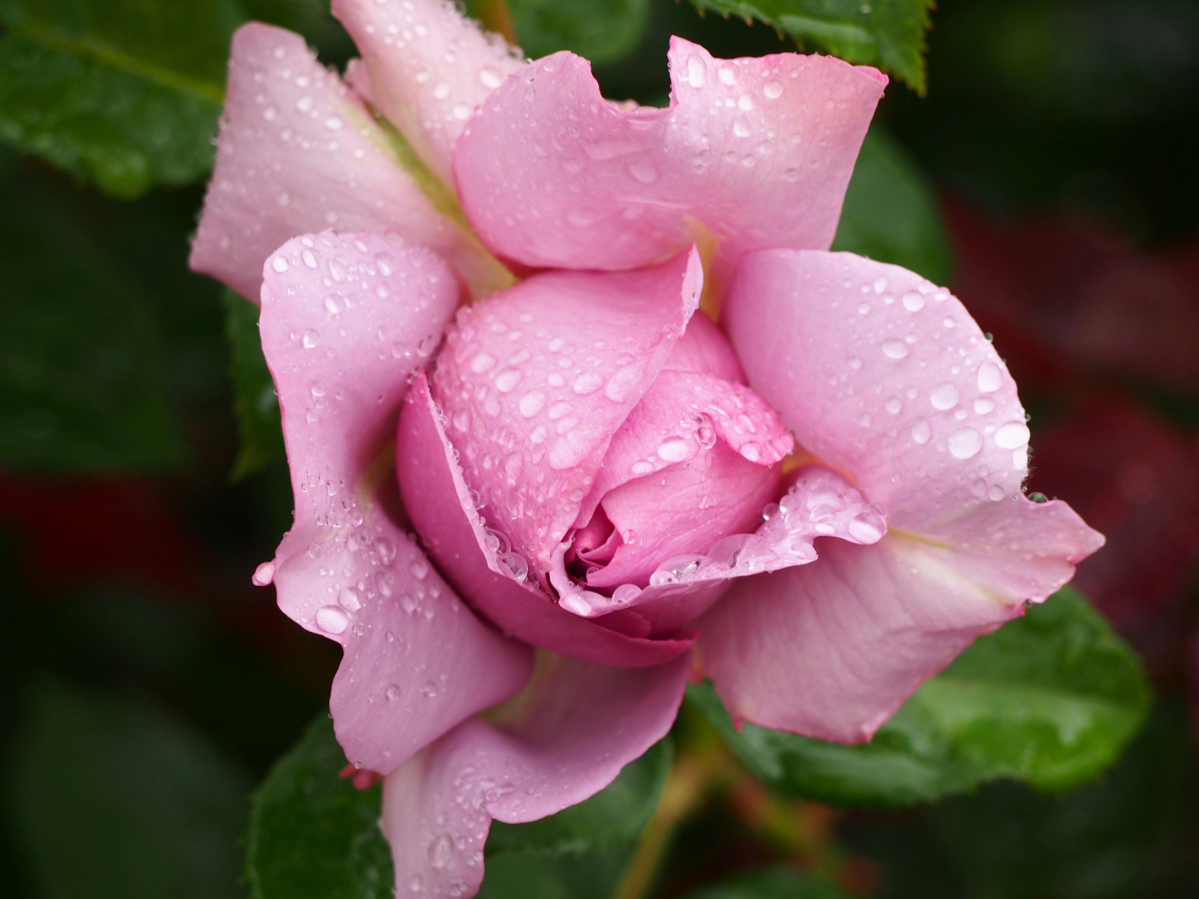 Photo by delassusdesign