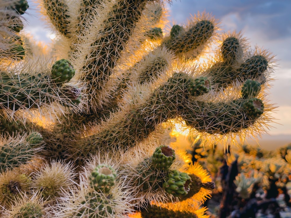 a close up of a cactus with a sky in the background